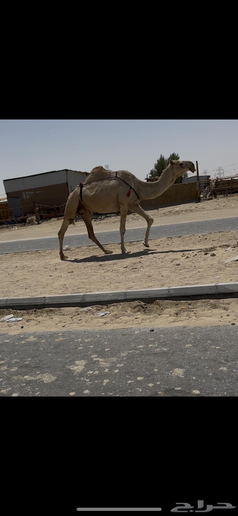 Druba64468691762051110