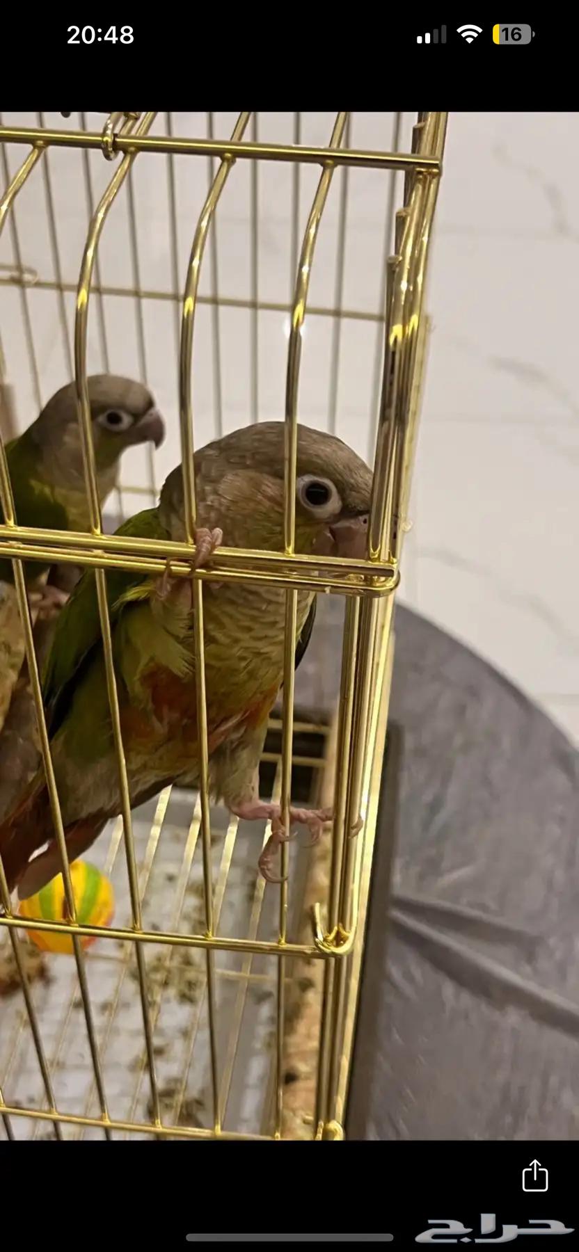 Pineapple Kinyoore64470470437506112