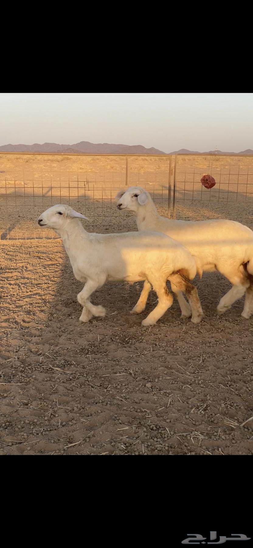 Rukhal Sanf64467536107777110