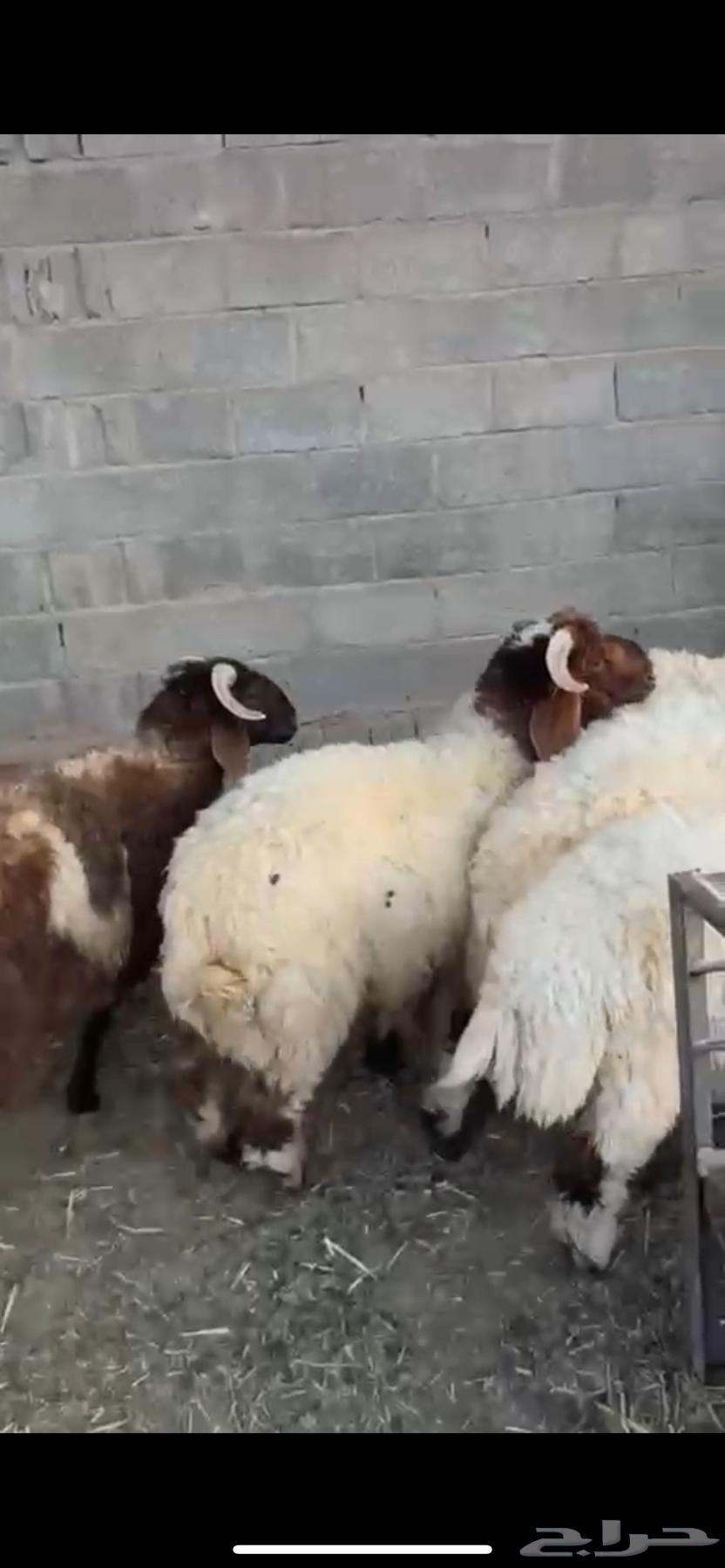 For sale, five local Najdi sheep ((Sold))64470237387394110