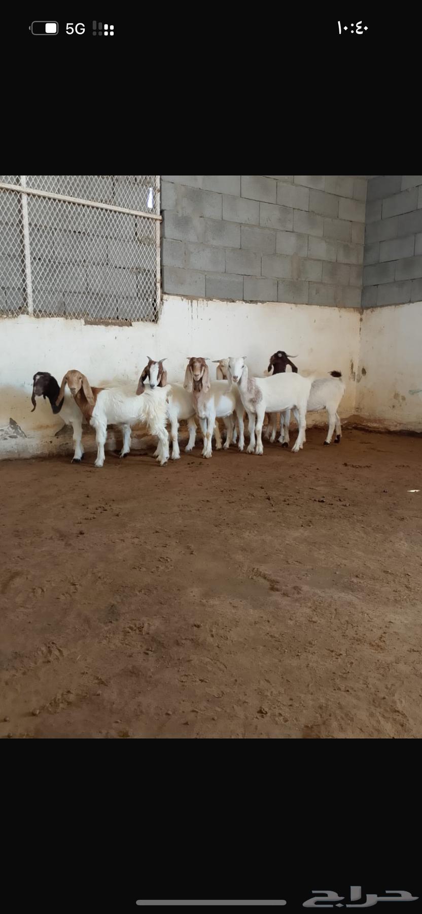 Hybrid Borqout Jafar64468754210177112