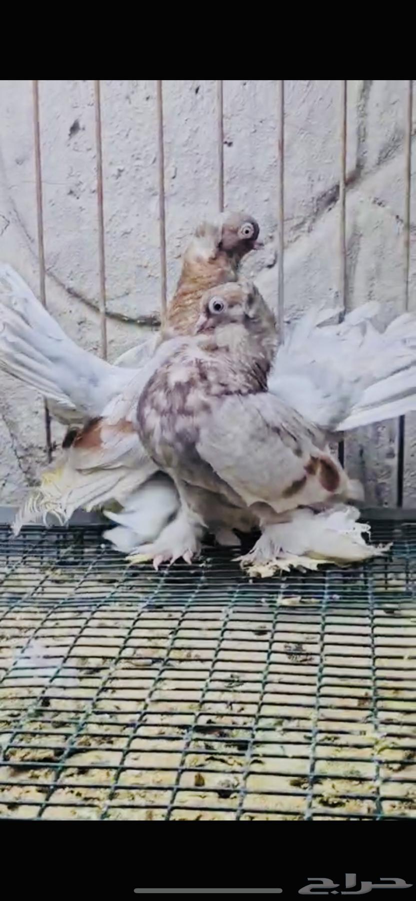 Top pair of Karanqo birds, colorful64469921095683110