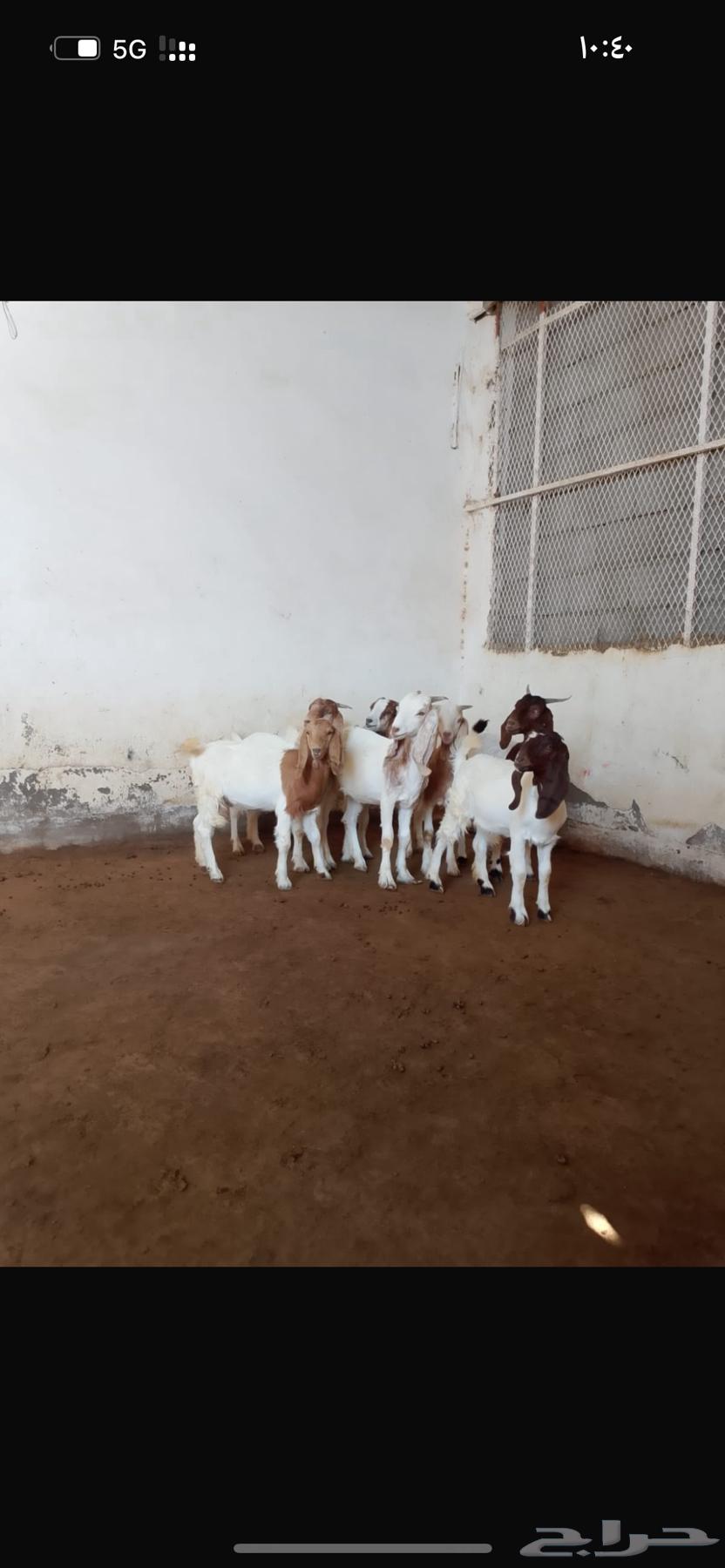 Hybrid Borqout Jafar64468754210177110