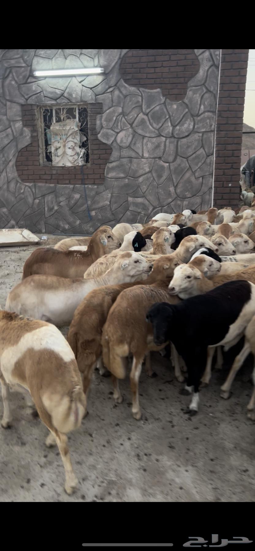 طليان رفيدي 35 راس سمان فل64467844167297114