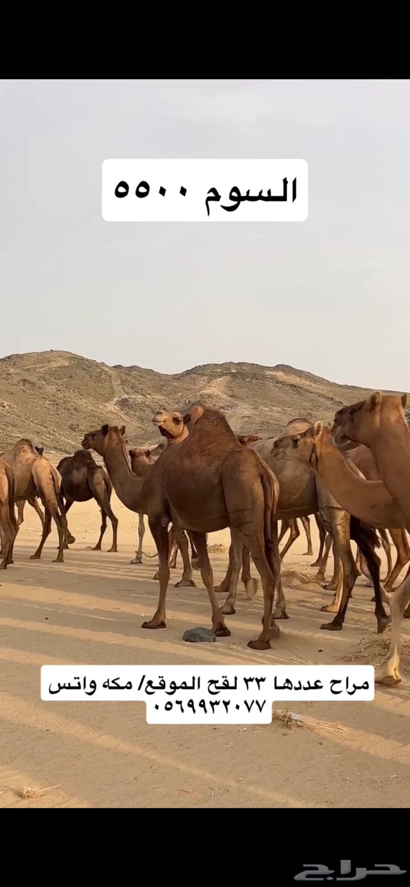 ابل نياق سواحل(( تم البيع ))64467383326721114