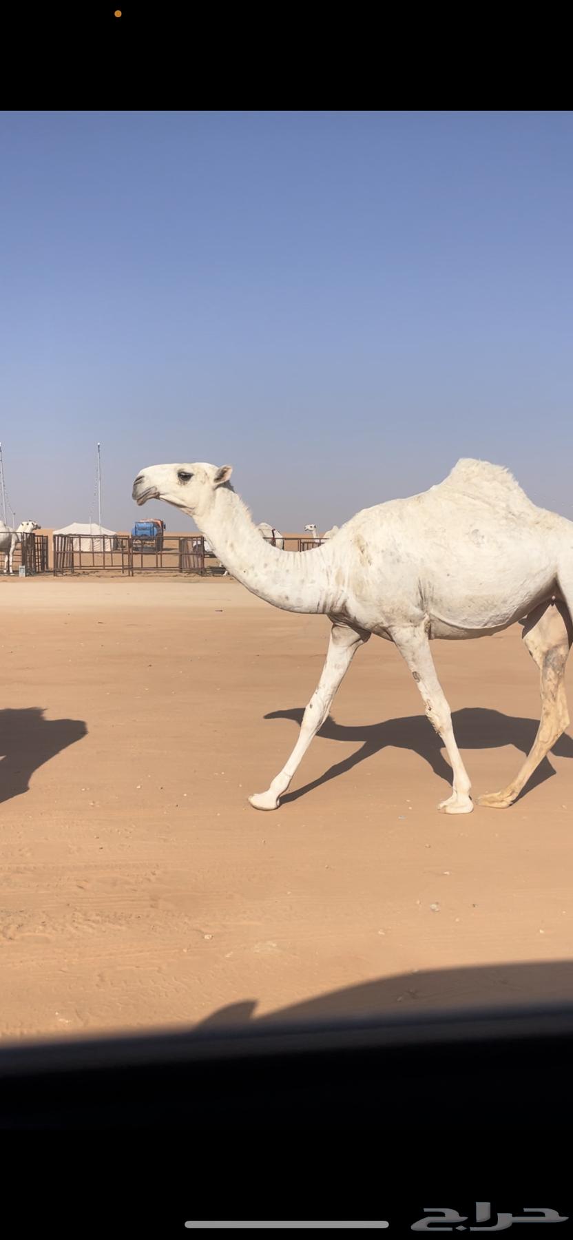 بكار حيسونيه64466572516481113