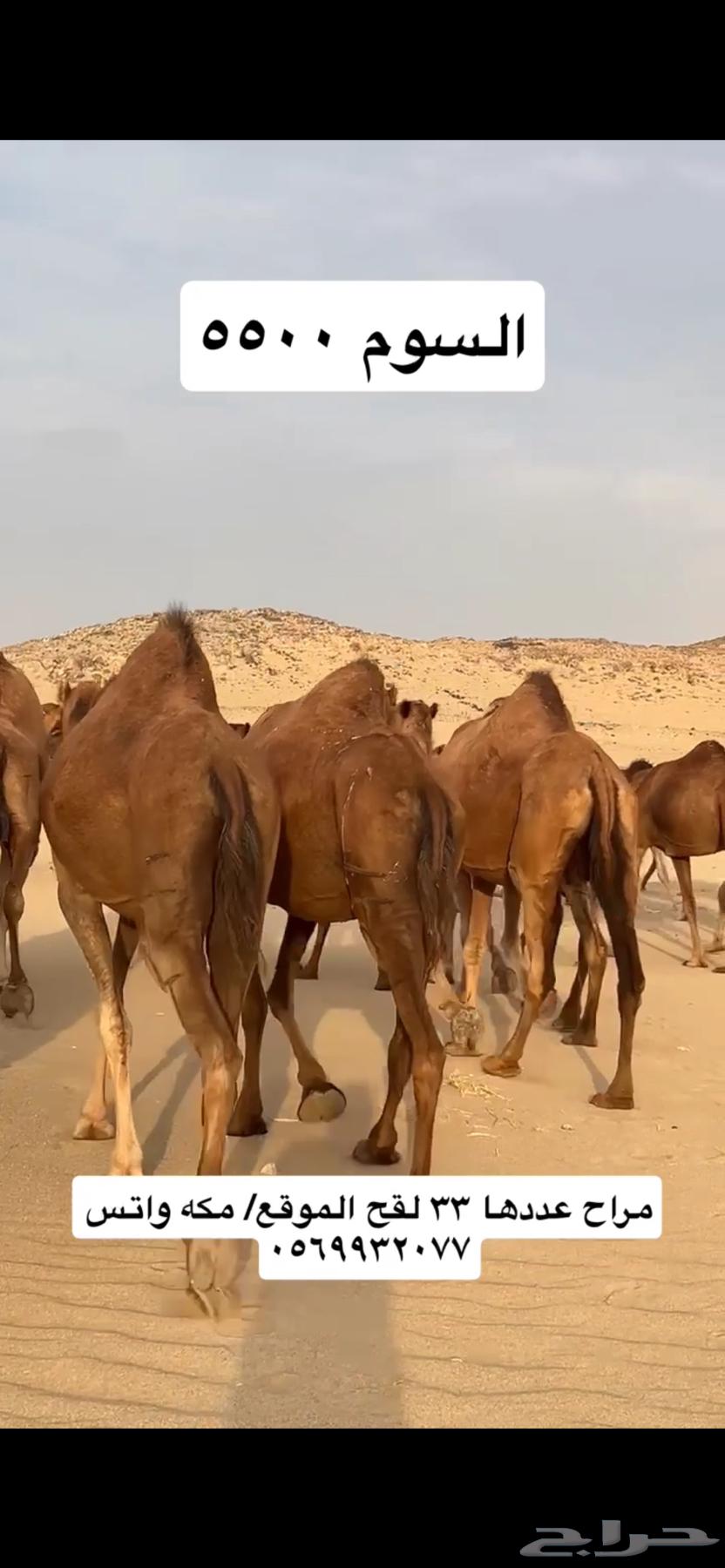 ابل نياق سواحل(( تم البيع ))64467383326721113