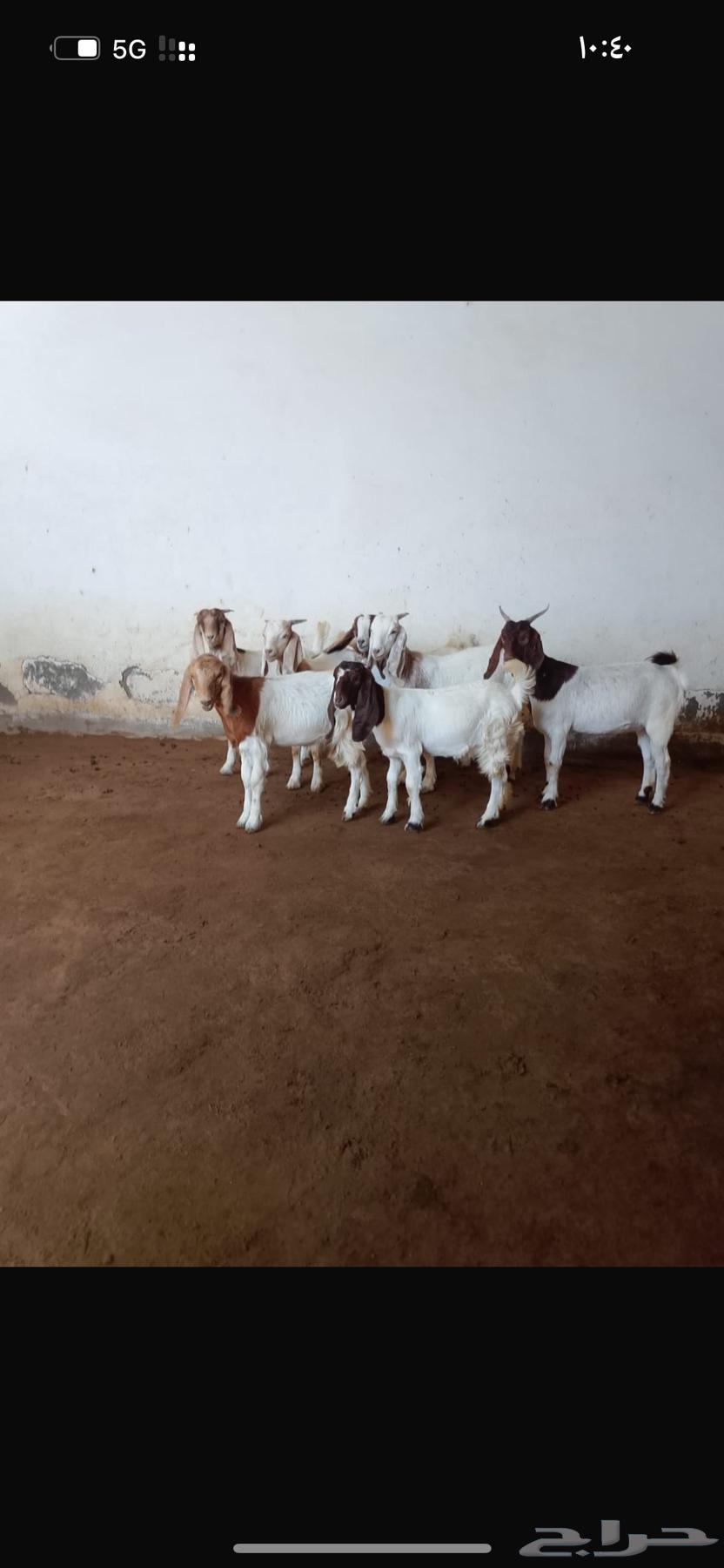 Hybrid Borqout Jafar64468754210177113