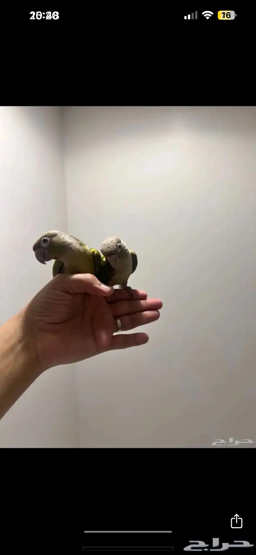 Pineapple Kinyoore64470470437506111