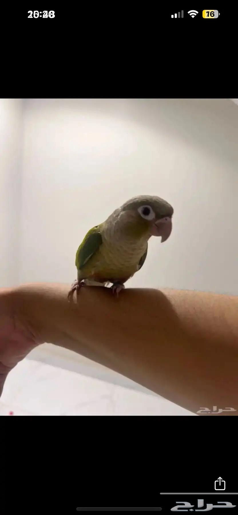 Pineapple Kinyoore64470470437506110