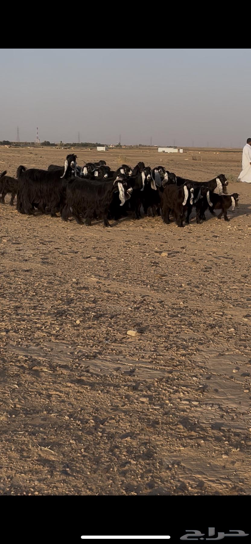 Goats for sale with defects64469990242562110