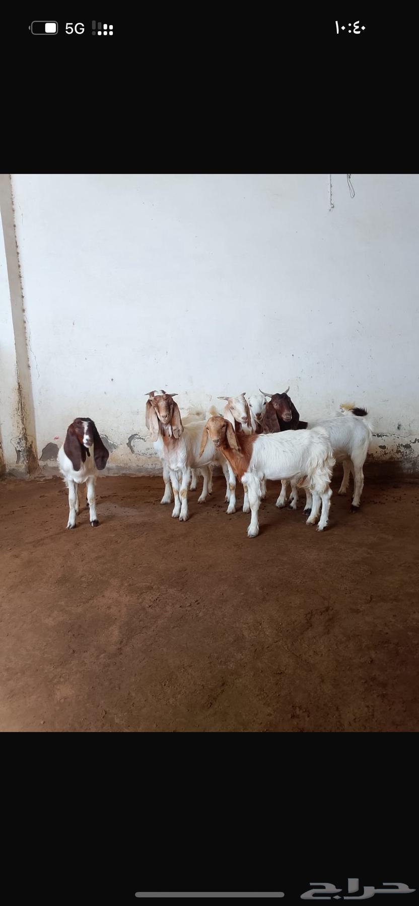 Hybrid Borqout Jafar64468754210177111