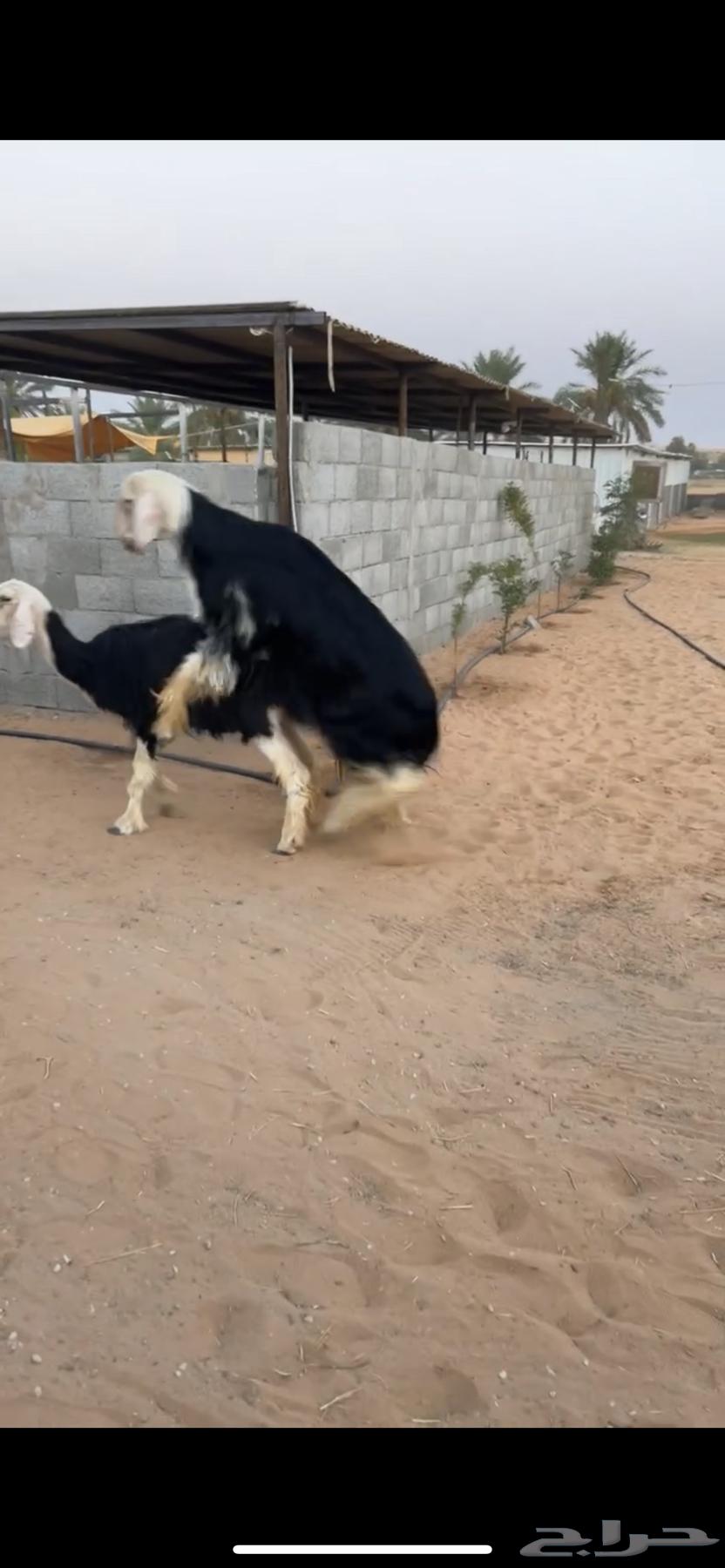 فحل نجدي مشروط النسف خصم ومنتج64469795228929111