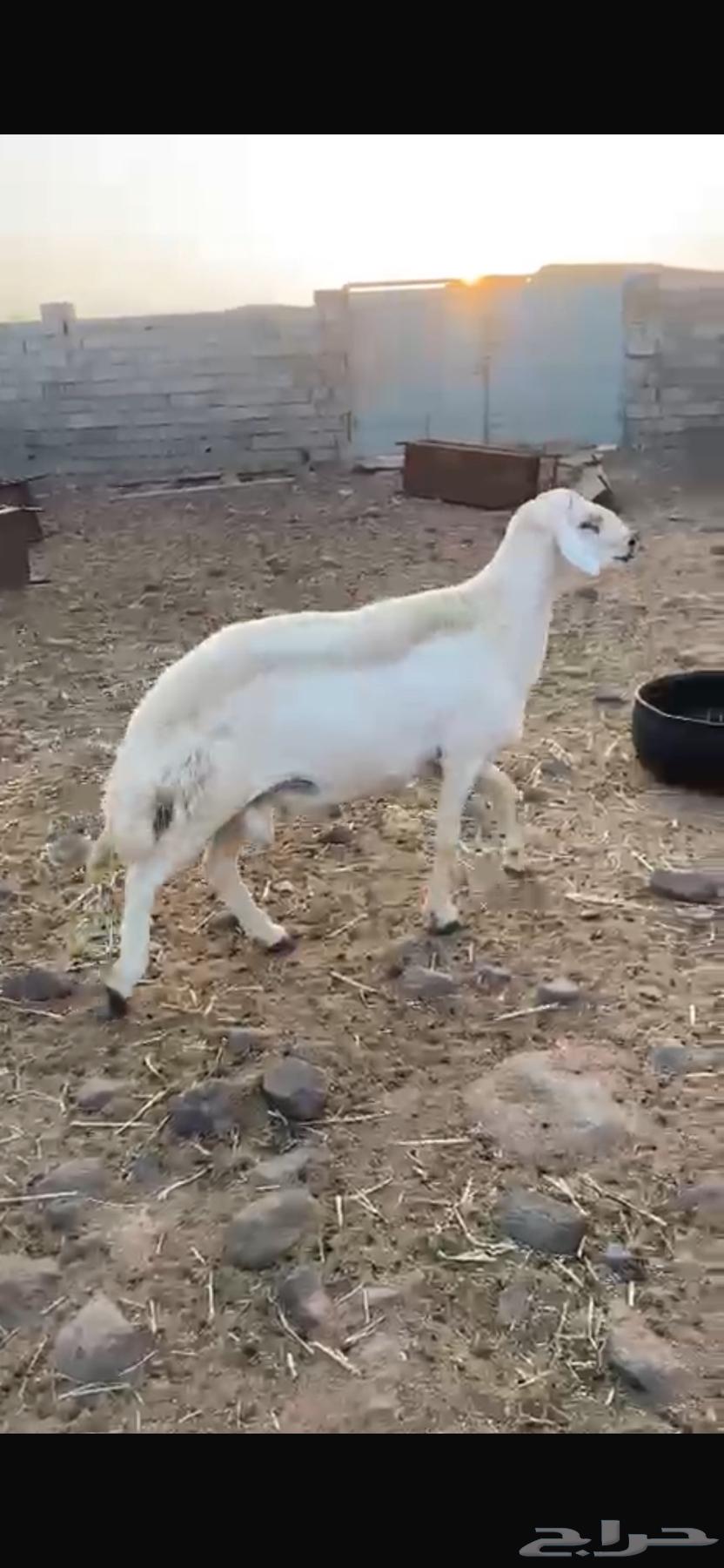 فحل حري للبيع64468148392835112