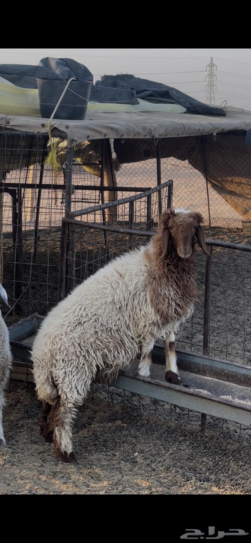 رخال نعيميه وحريه64469501693827114