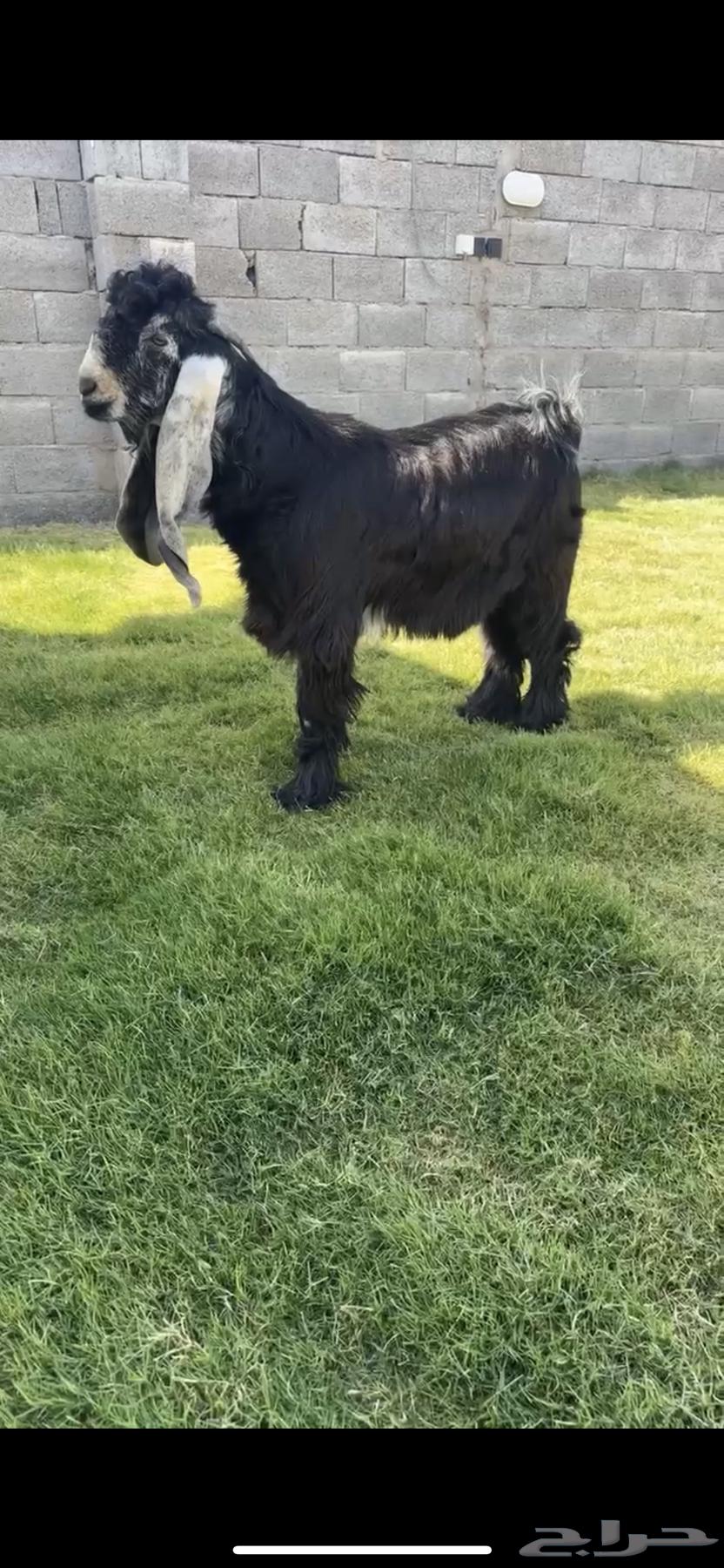 تيس عارضي خصم الخصم. تم البيع64470690420865110