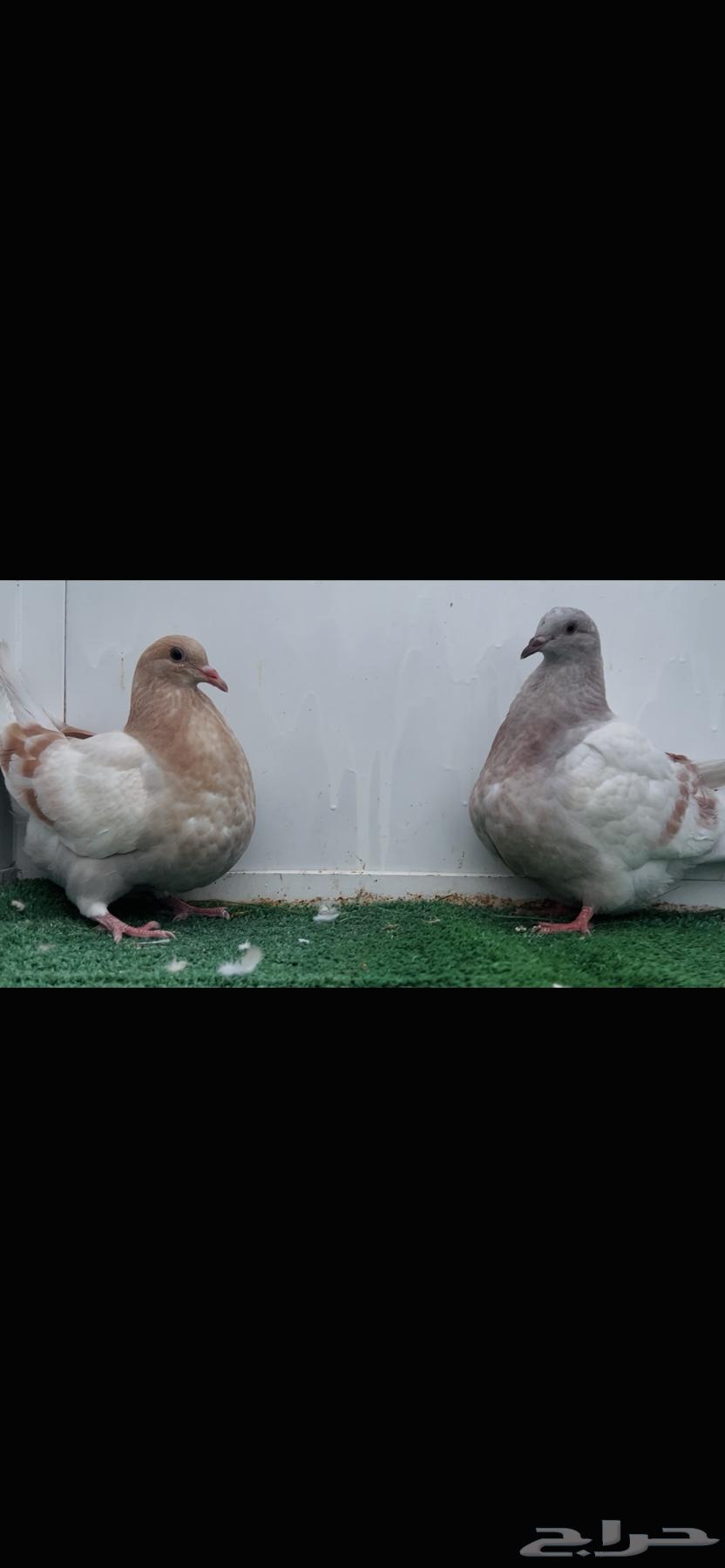 Top Taxan pads64465647100289111