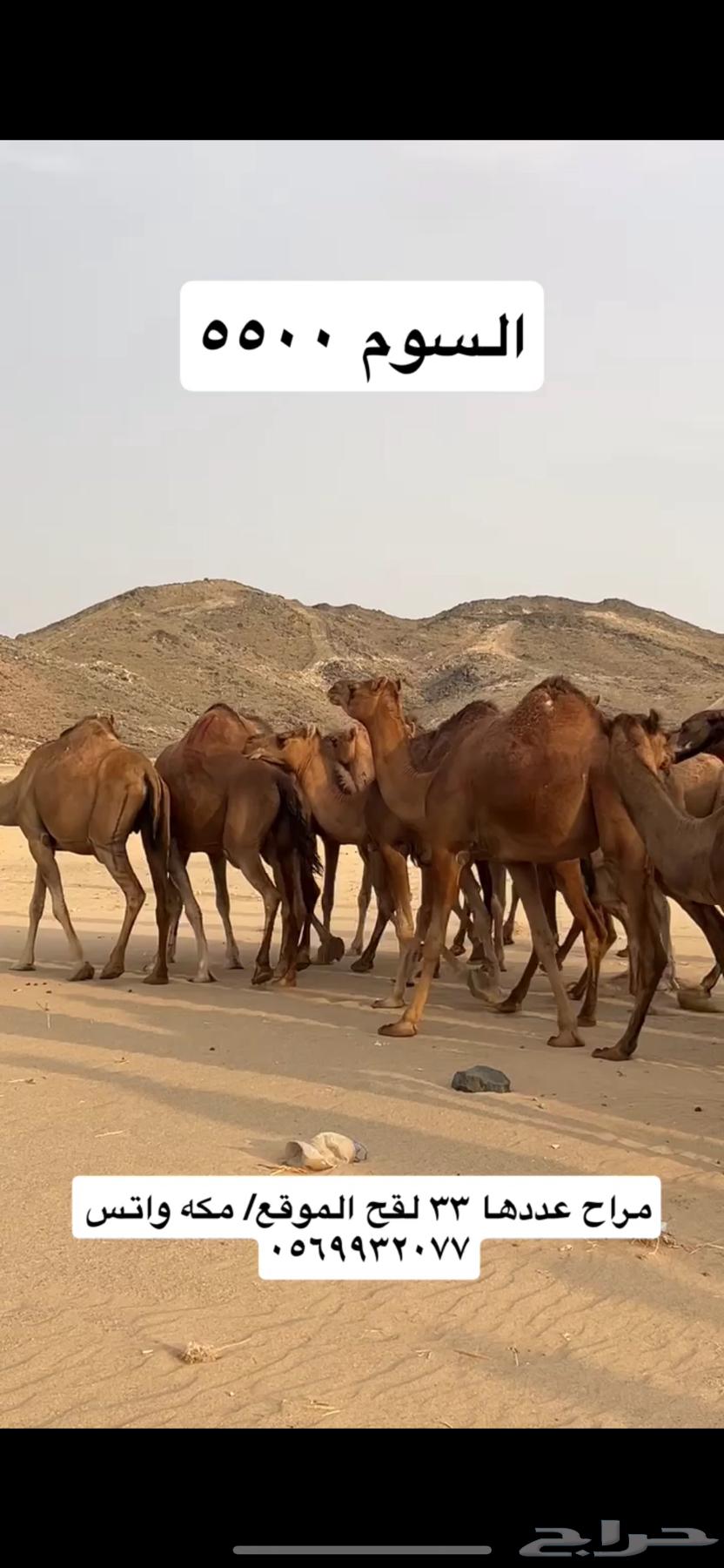 ابل نياق سواحل(( تم البيع ))64467383326721110