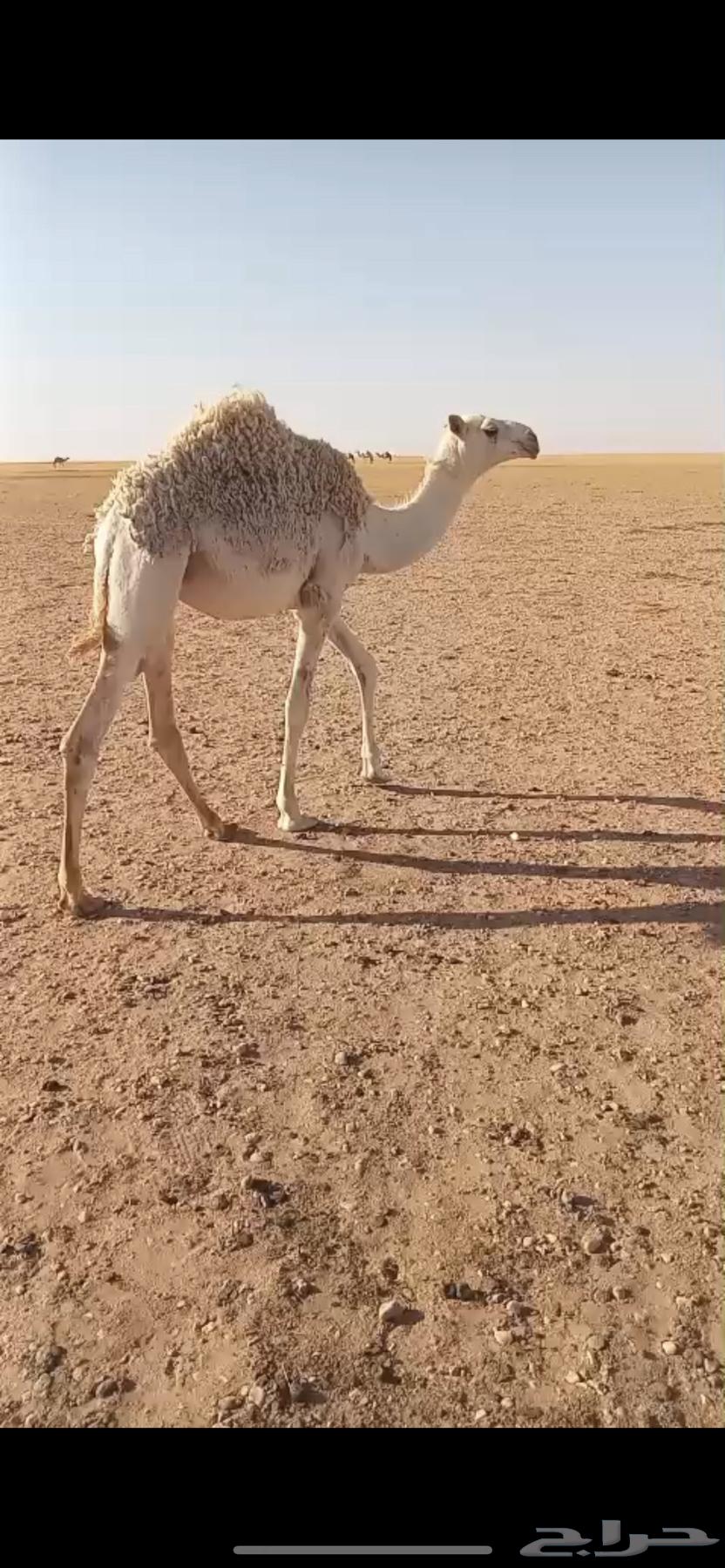 للبيع عشراء وضحاء تحتها بكره طيبه عمرها 6 شهور وفوق64467830278787113