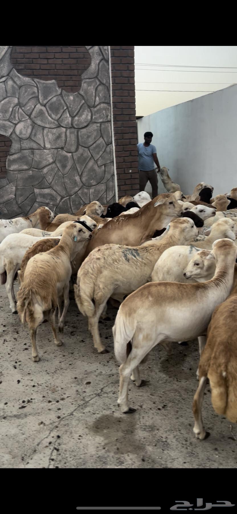 طليان رفيدي 35 راس سمان فل64467844167297111