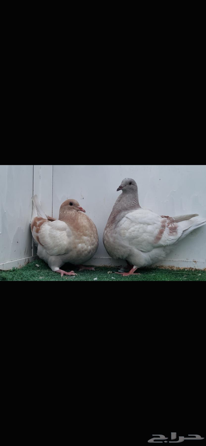 Top Taxan pads64465647100289110