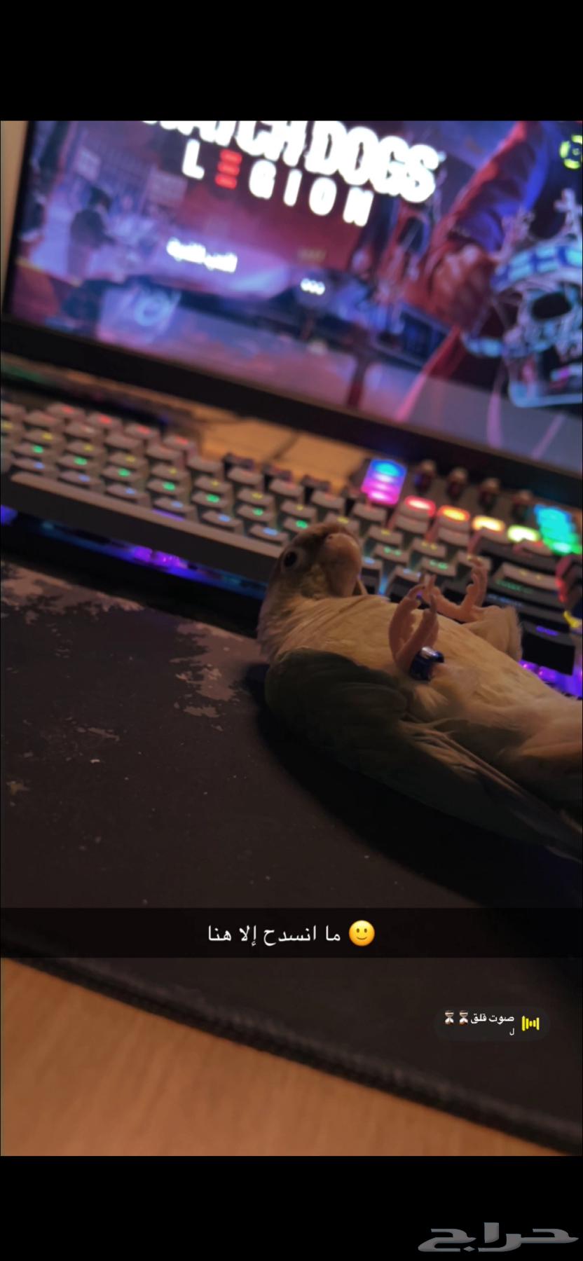 Cinnamom Monk Parrot, Talking and Very Tame - For Sale64469181192322110