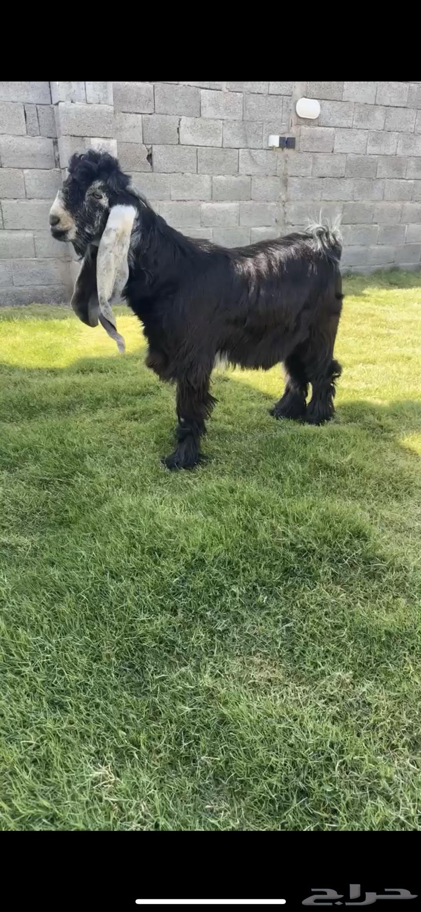 تيس عارضي خصم الخصم. تم البيع64470690420865111