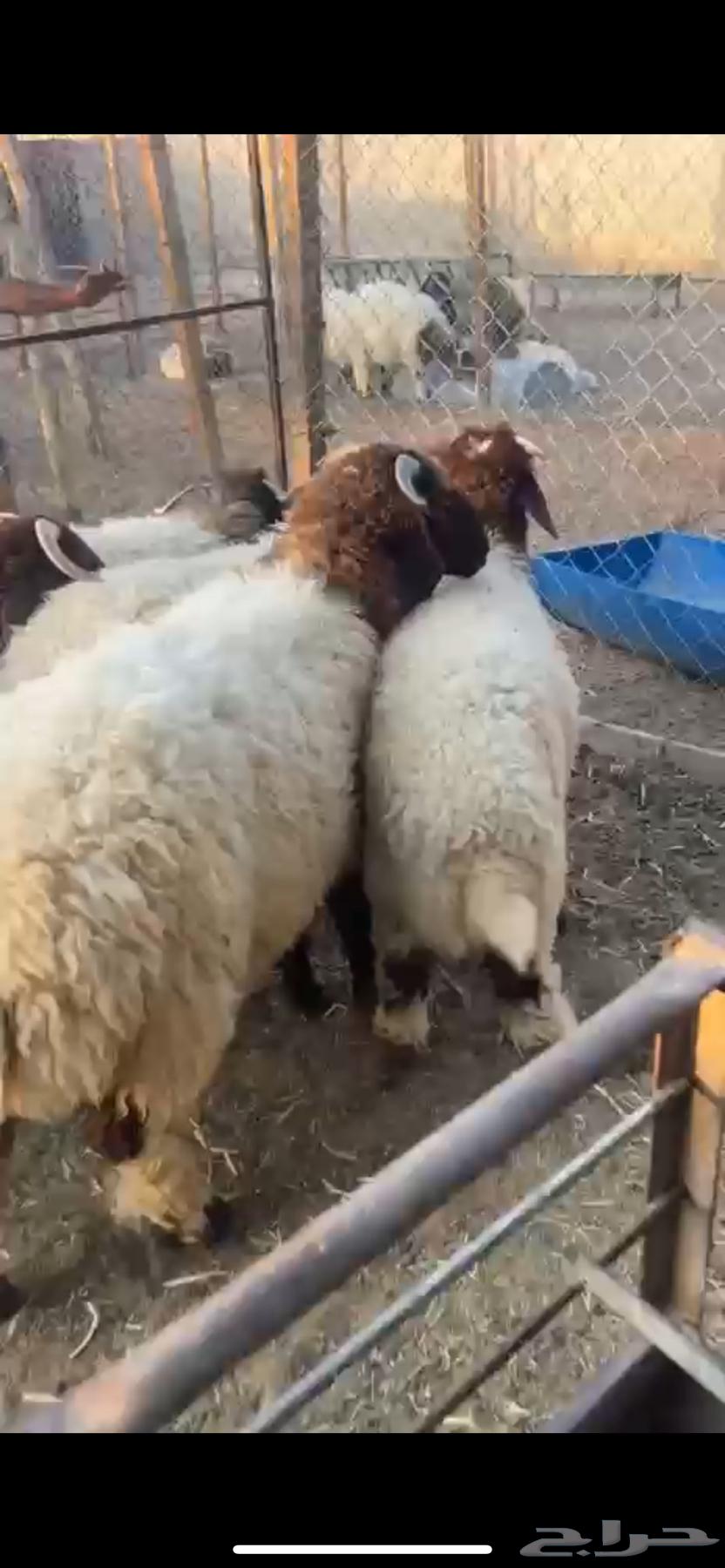 For sale, five local Najdi sheep ((Sold))64470237387394112