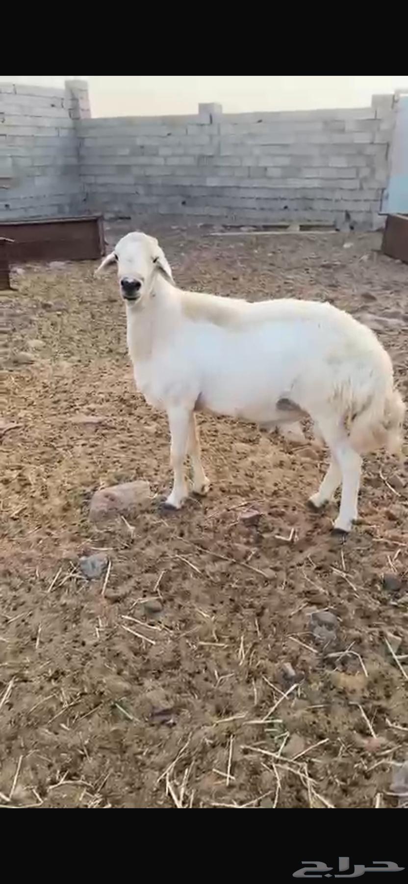 فحل حري للبيع64468148392835113