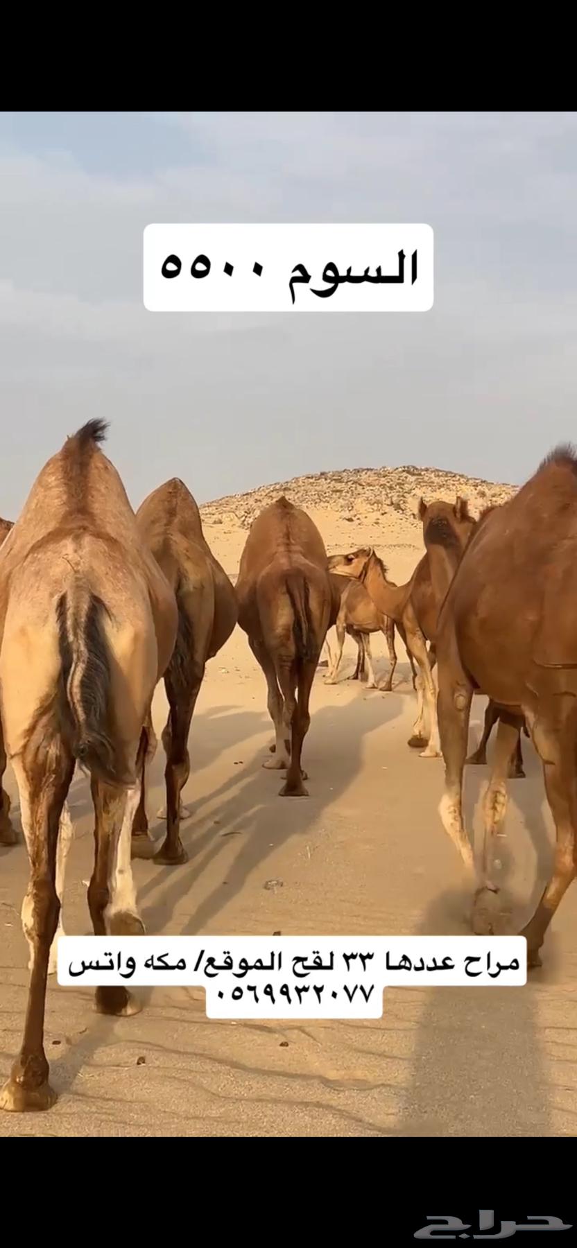 ابل نياق سواحل(( تم البيع ))64467383326721112