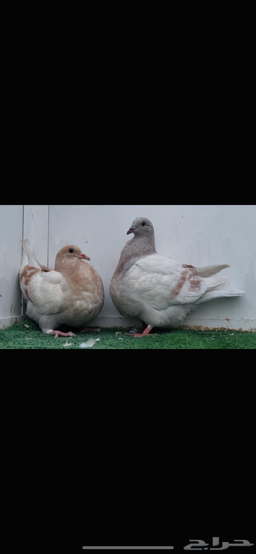 Top Taxan pads64465647100289112