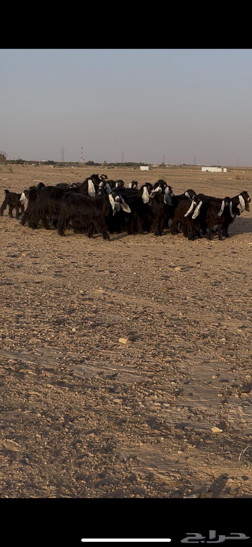 Goats for sale with defects64469990242562111