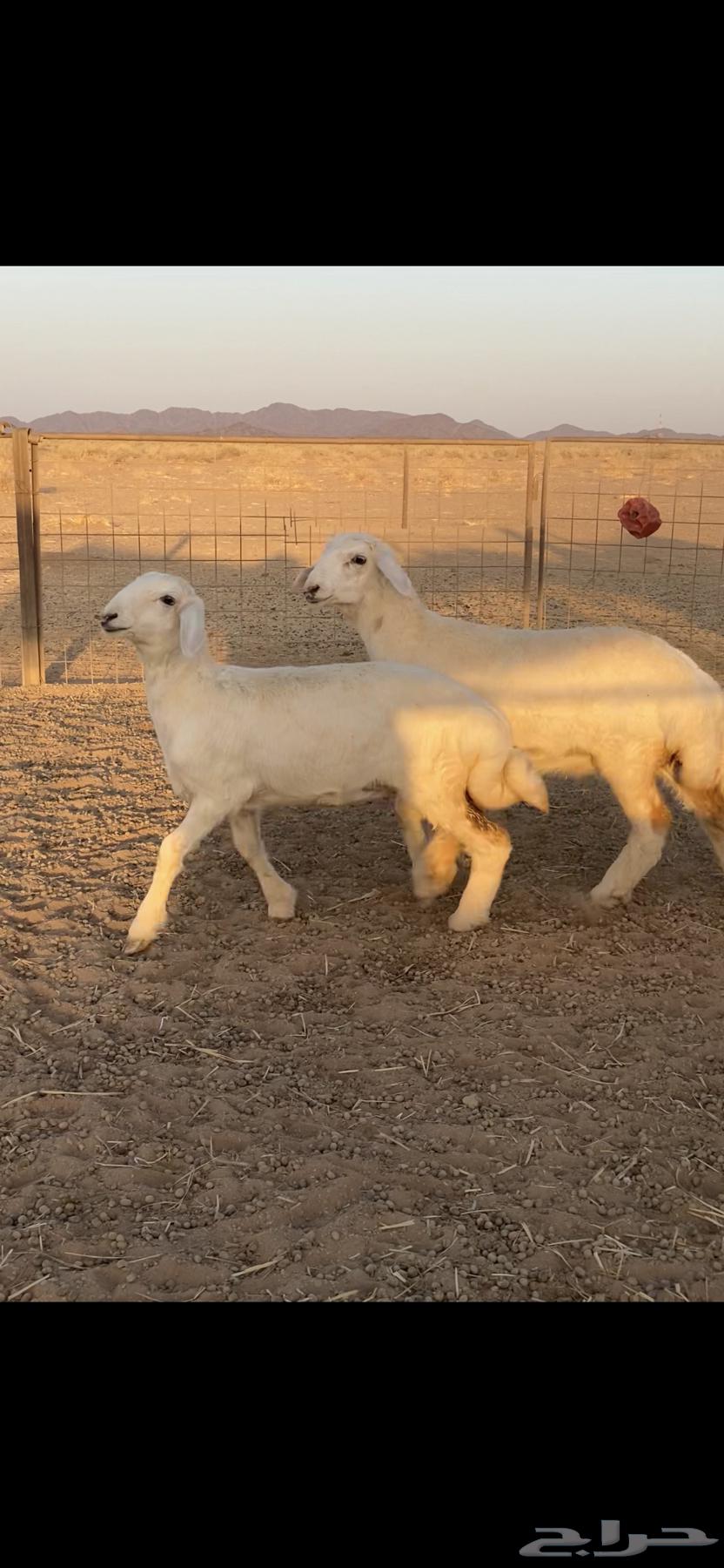 Rukhal Sanf64467536107777111