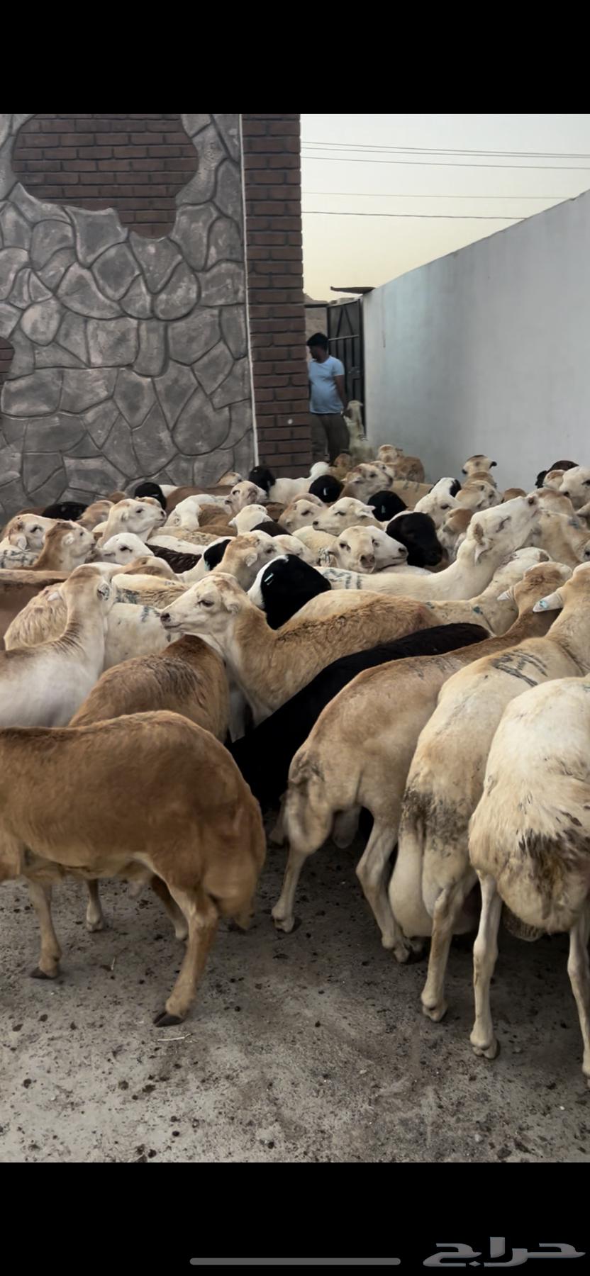 طليان رفيدي 35 راس سمان فل64467844167297113