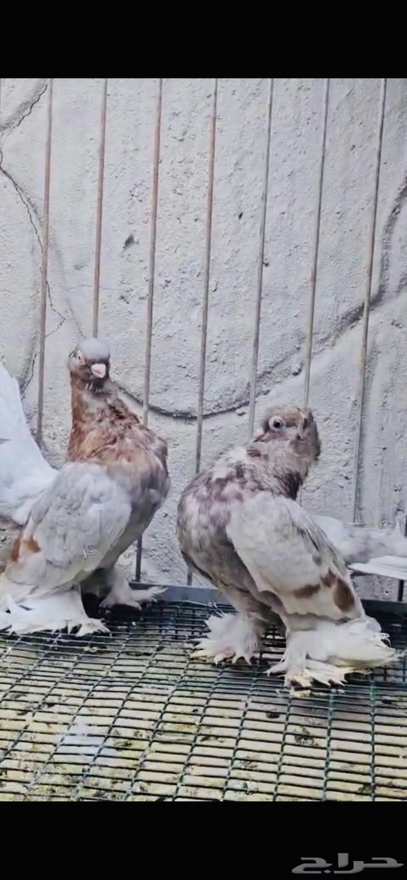 Top pair of Karanqo birds, colorful64469921095683113