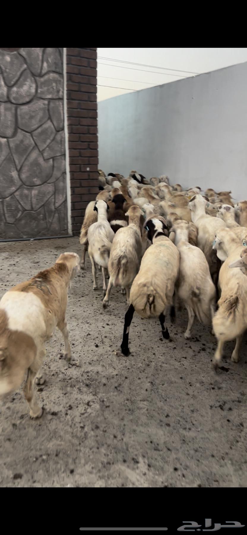 طليان رفيدي 35 راس سمان فل64467844167297112