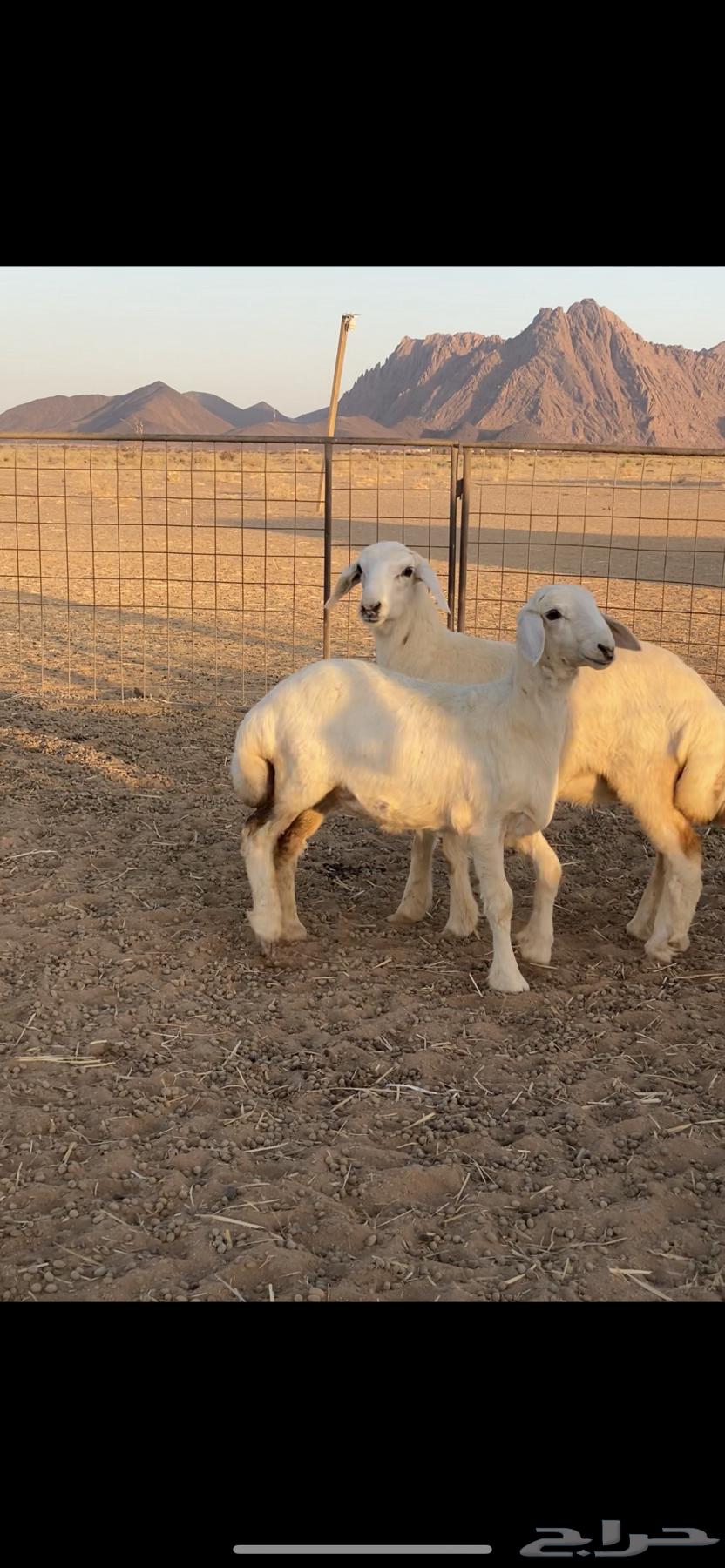 Rukhal Sanf64467536107777112