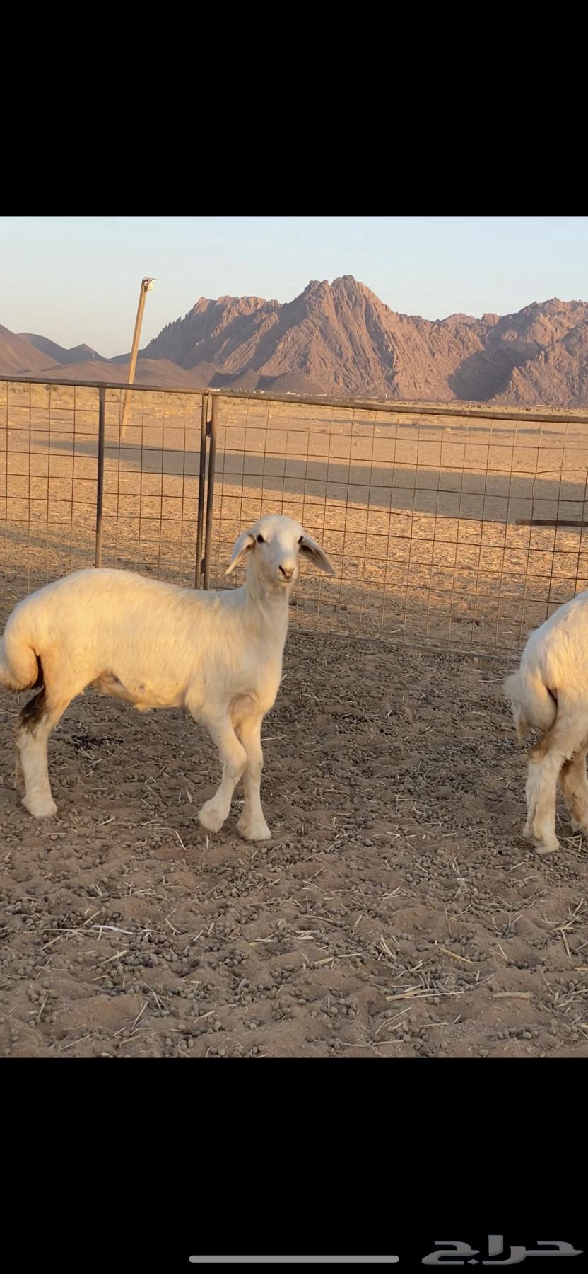 Rukhal Sanf64467536107777114