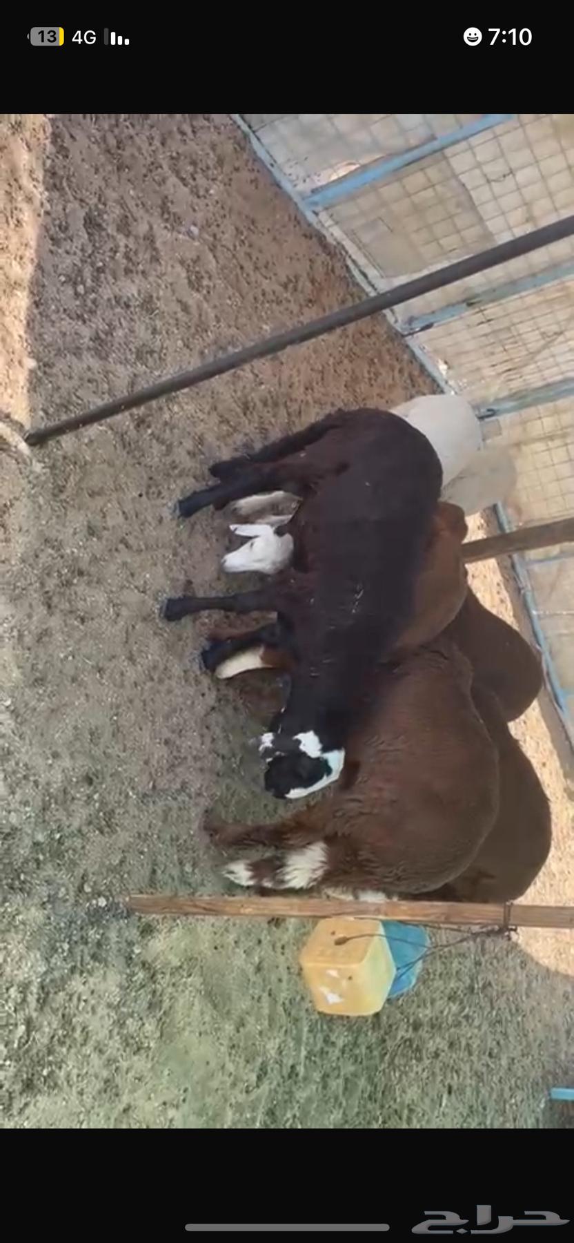 للبيع سواكن64469669416835111