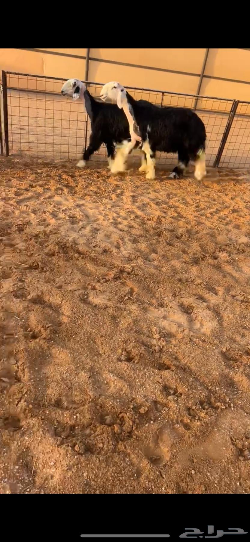 رخال نجد صنف64469057688321111