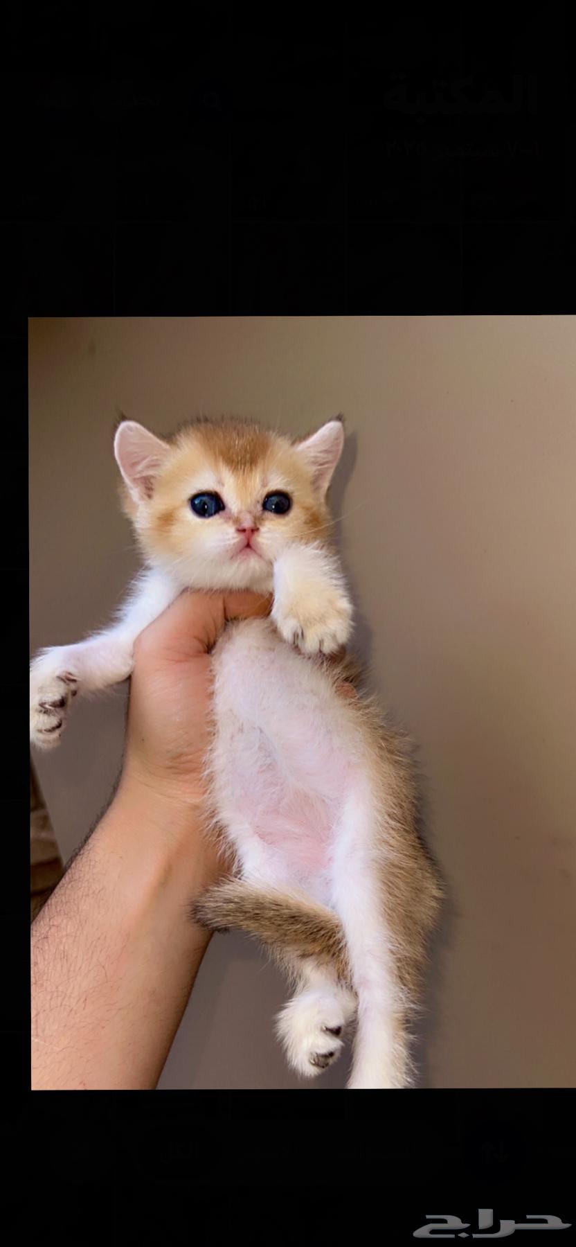 سكوتش قولد مستوى مميز64430462085506110