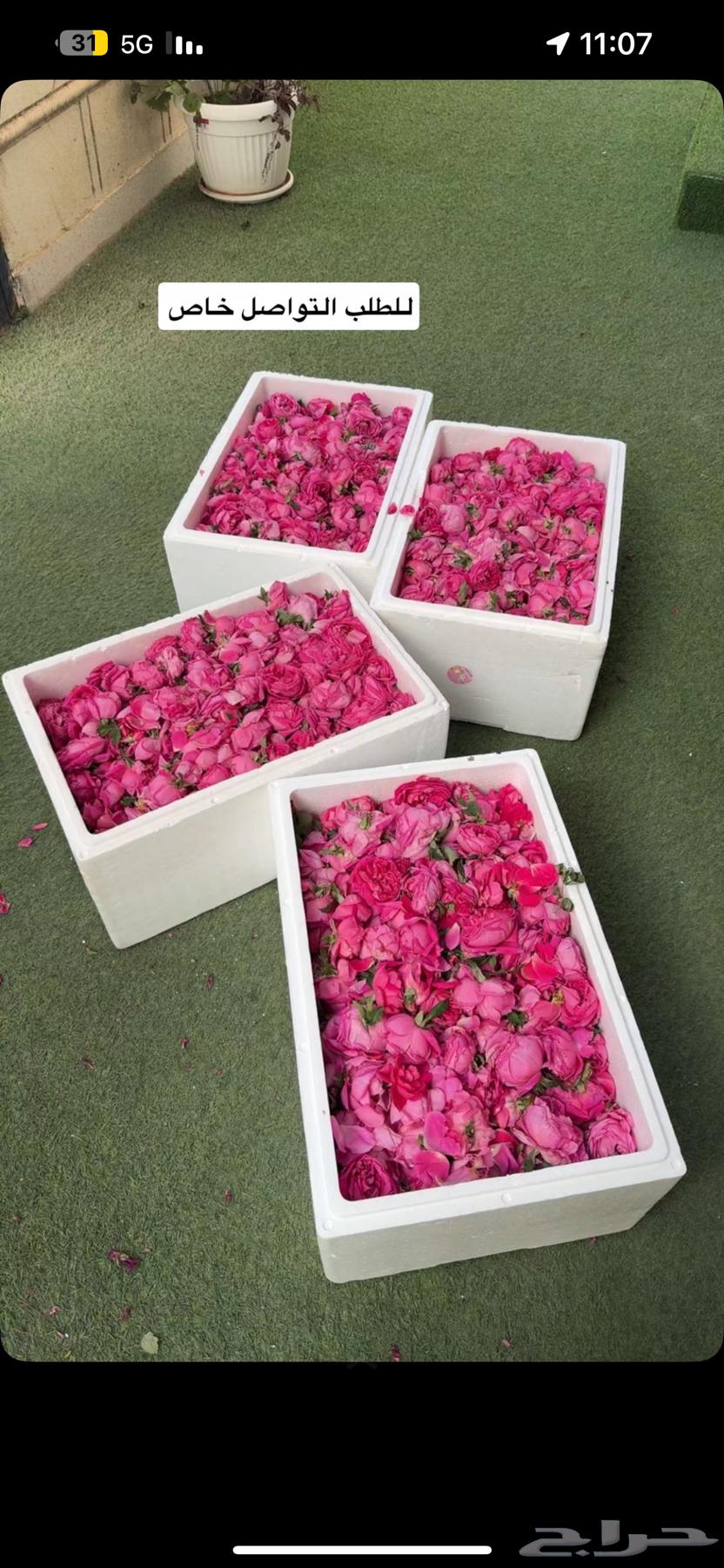 عرض اليوم الوطني64470429833346110