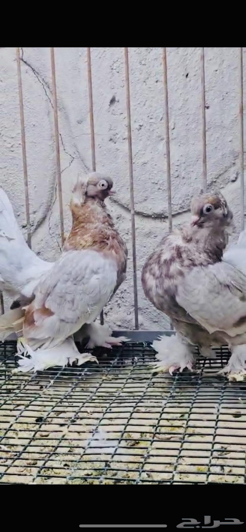 Top pair of Karanqo birds, colorful64469921095683112