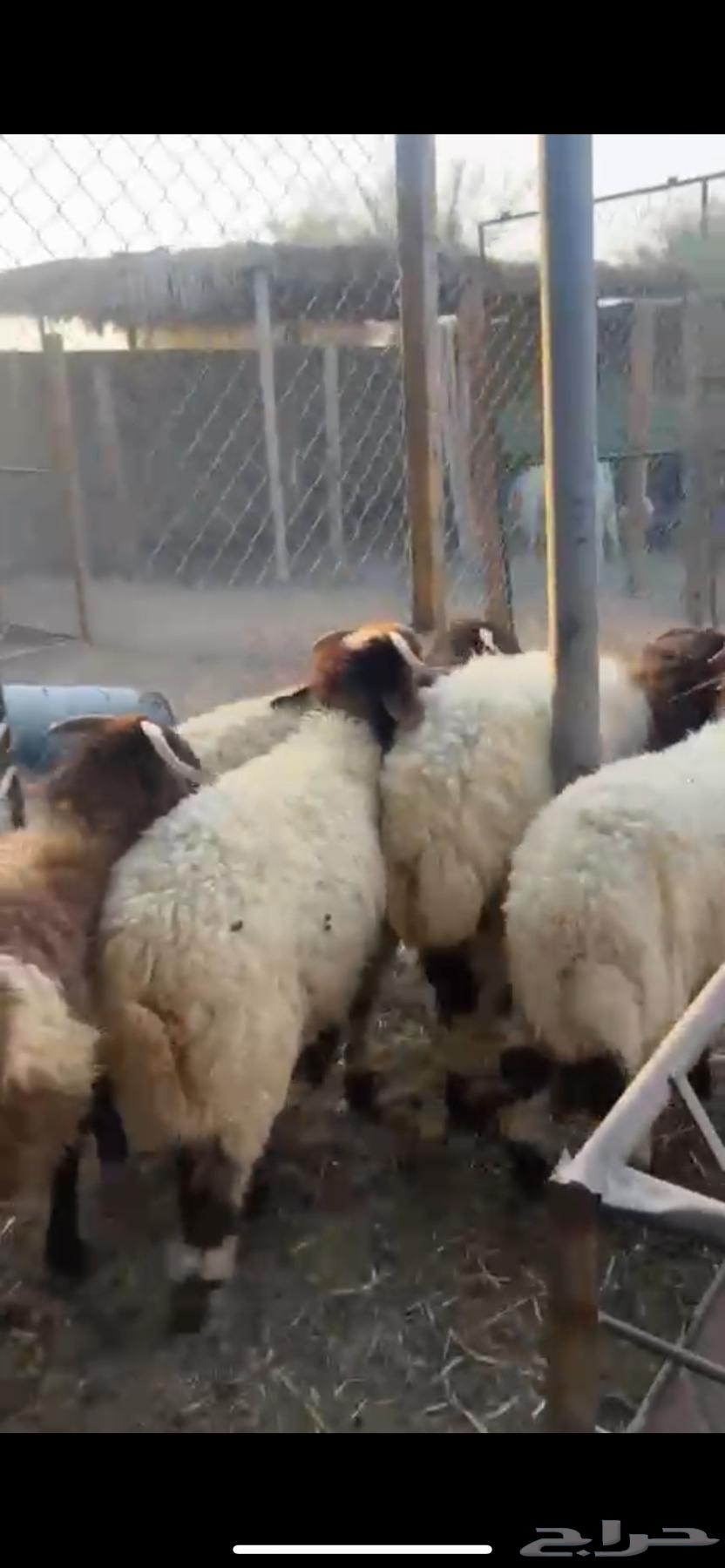 For sale, five local Najdi sheep ((Sold))64470237387394111