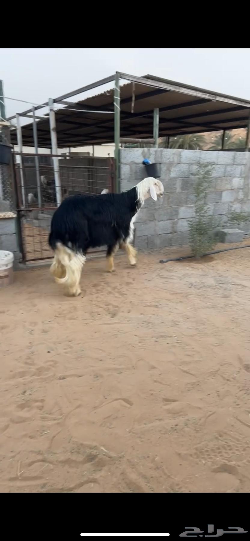 فحل نجدي مشروط النسف خصم ومنتج64469795228929110