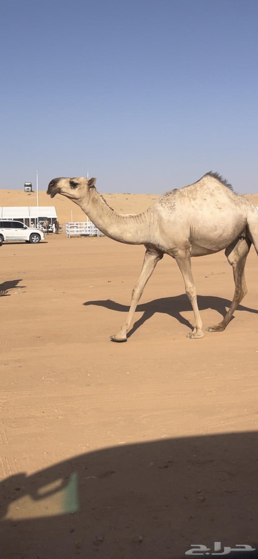 بكار حيسونيه64466572516481111