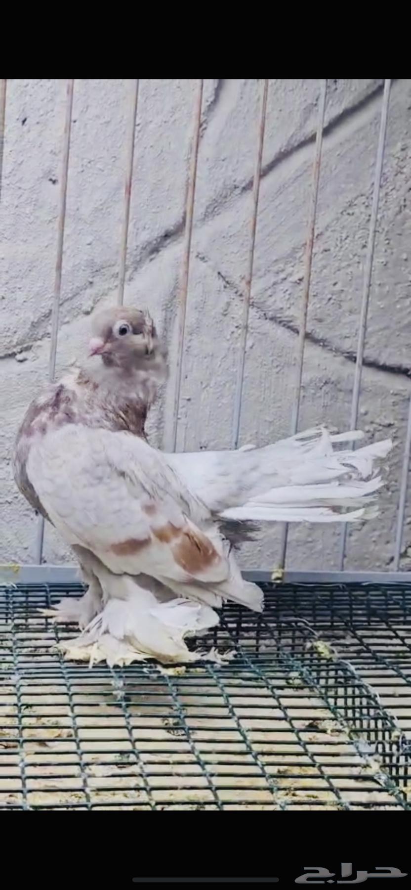 Top pair of Karanqo birds, colorful64469921095683111