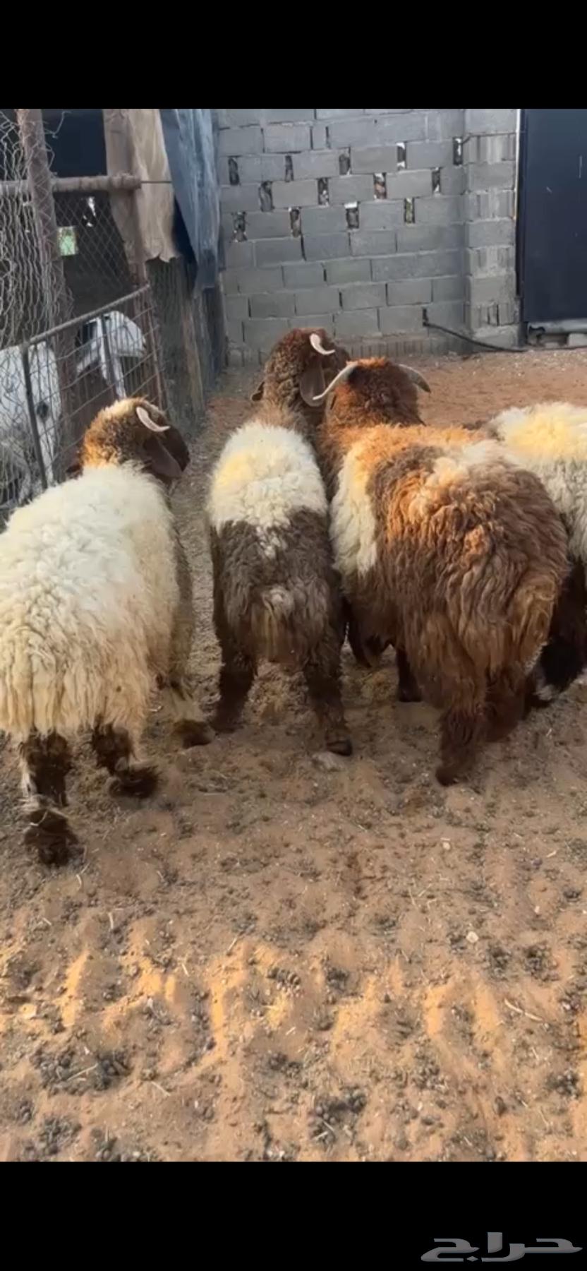 للبيع طليان نعيم (( تم البيع ))64465381339009111