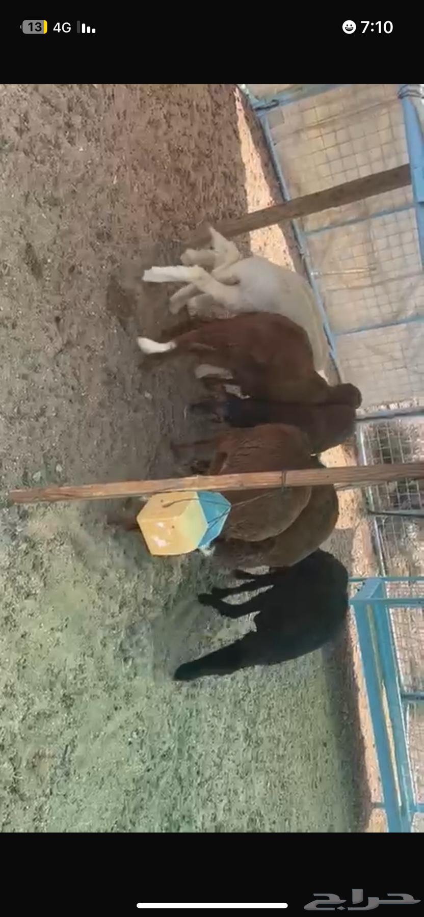 للبيع سواكن64469669416835110