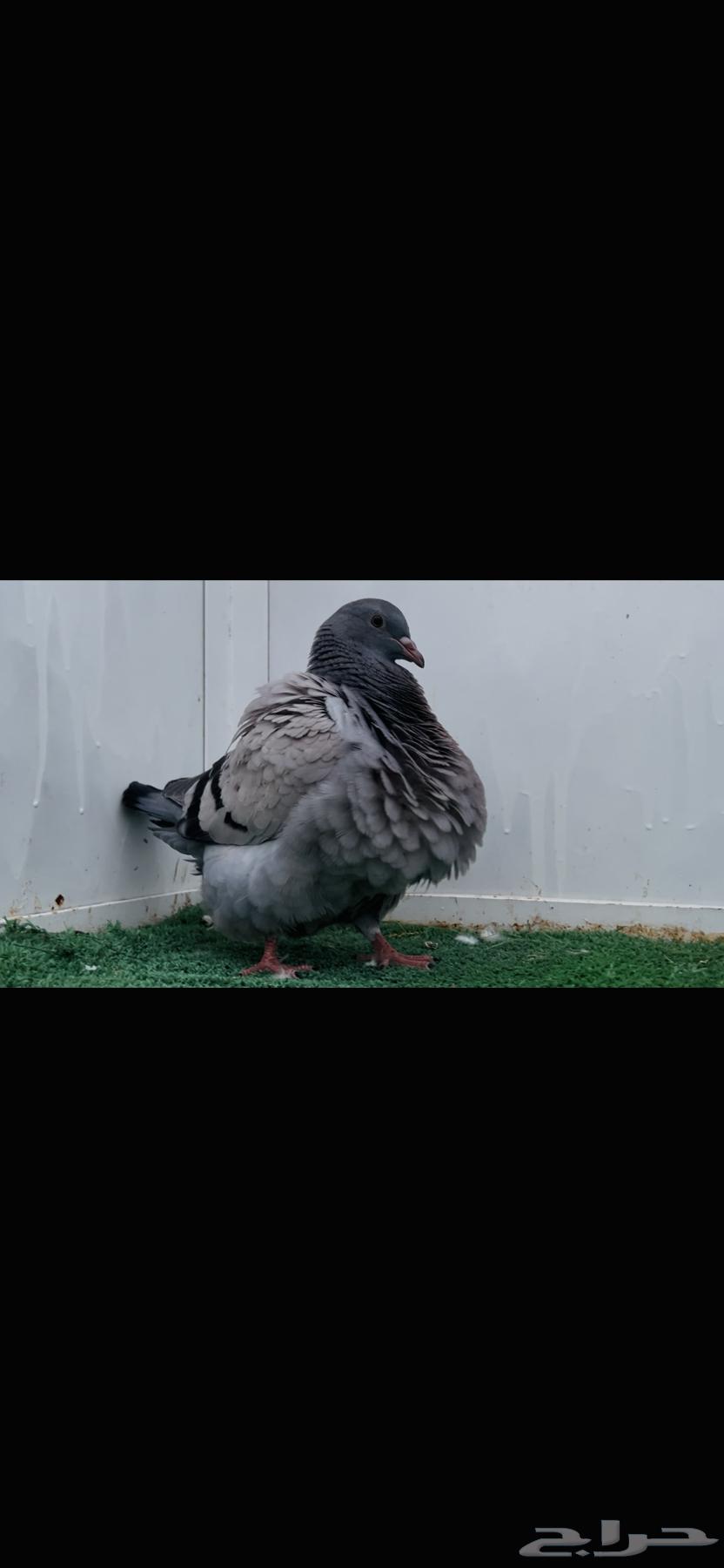 Top Taxan pads64465647100289114